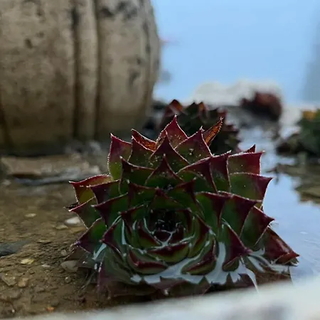 Apartmán Cedar Heights 1 виванко а7 Pamporovo