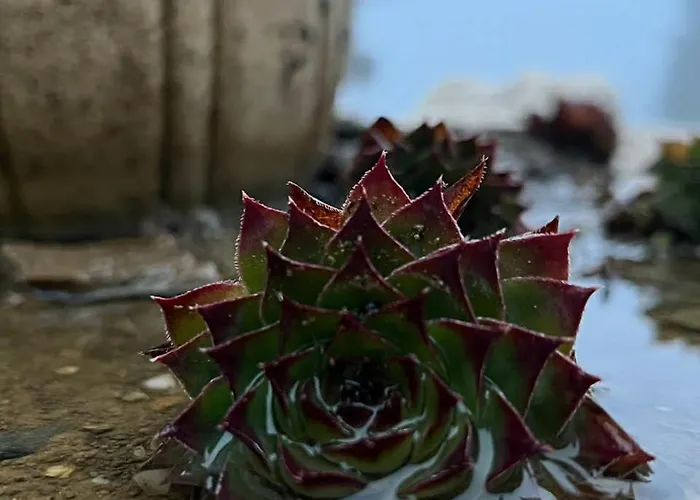 Appartement Cedar Heights 1 виванко а7 Pamporovo